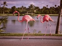 Pink Flamingoes in Florida