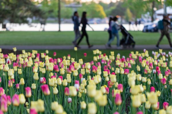 Spring flowers blooming in park with walking people. Tulip festival in Ottawa, Canada.